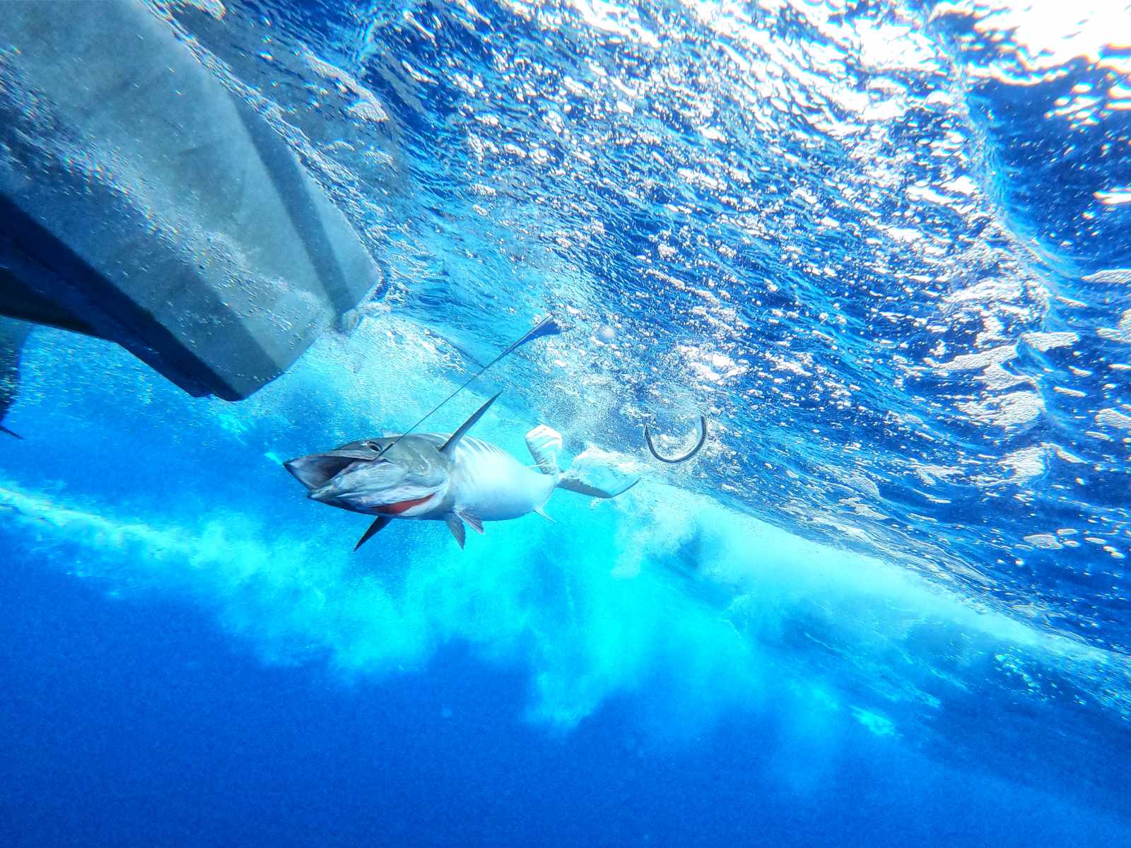 What Types of Fish Can You Fish for in Tonga?